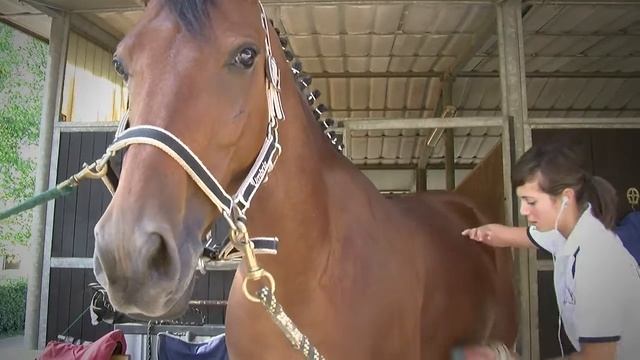 EQUITAZIONE PARALIMPICA: STEFANIA CERINO (FISE) AD ABILITY CHANNEL смотреть онлайн