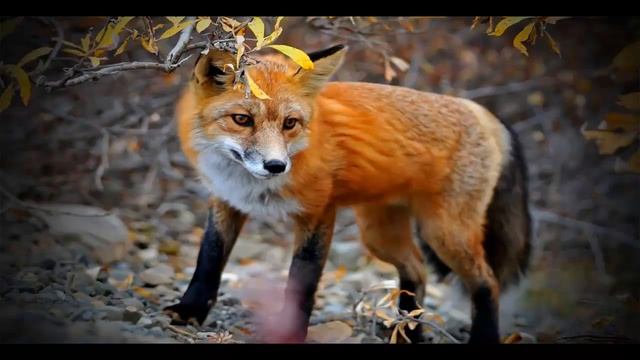 Лисы часть 17 смотреть онлайн