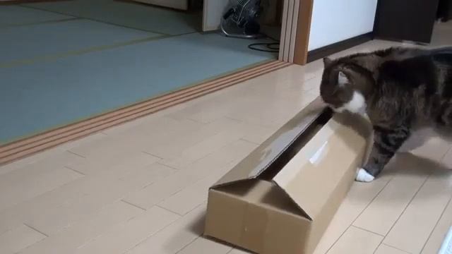 Прикол, самый смешной кот смотреть онлайн