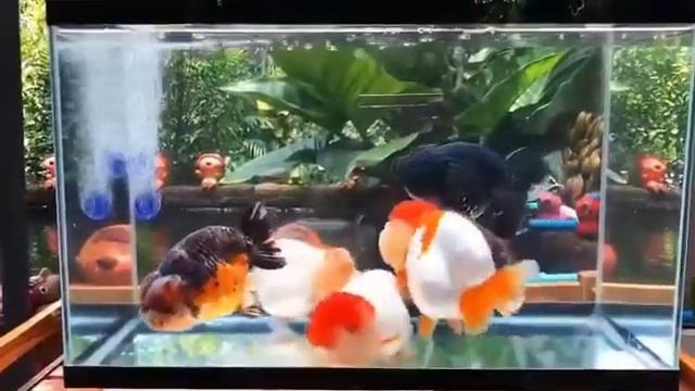 Ranchu Big SizeTotal 6 Fishif . Специални Златни рибки.. смотреть онлайн