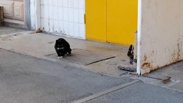 Уличные коты. РЫБАЦКОЕ. Когтеточка на улице. смотреть онлайн