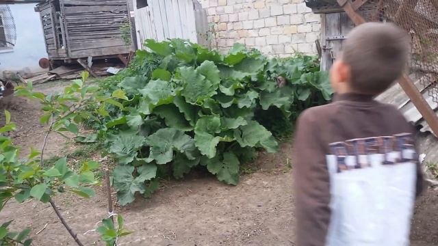 Сажает огурцы смотреть онлайн