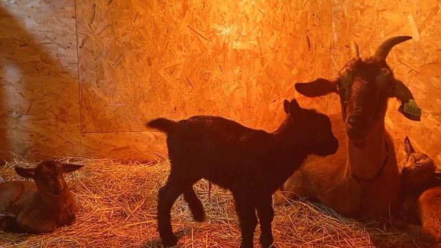 ждали, ждали, дождались.