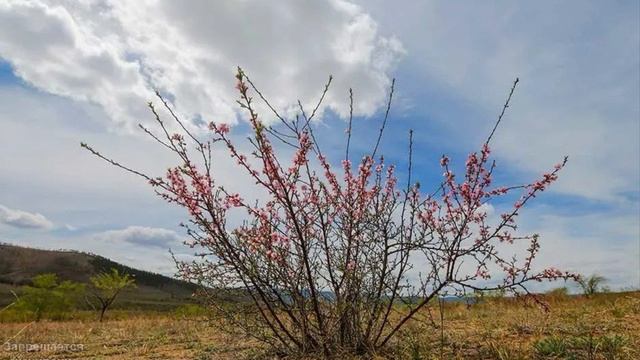 992.🎼.Eddie Fisher - «Wish You Were Here» (1952) смотреть онлайн