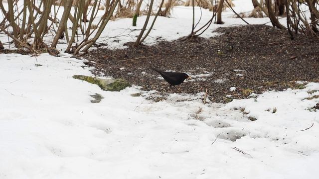 Turdus merula Чёрный дрозд смотреть онлайн
