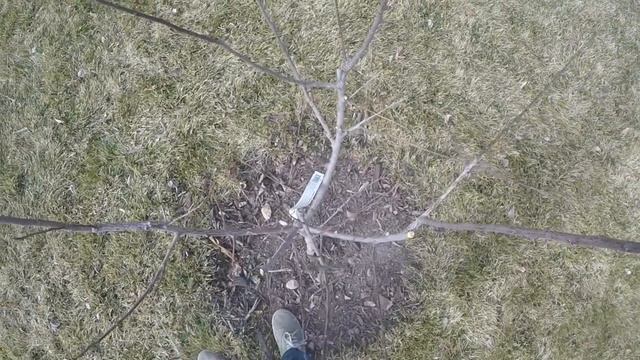 Pruning 3rd Year Greengage Plum Tree смотреть онлайн