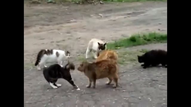 Храбрый кот против врагов смотреть онлайн