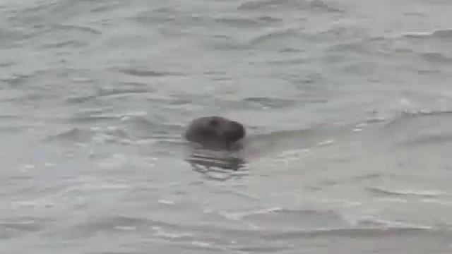 Atlantic Grey seals (Halichoerus grypus) Cornwall UK. (1 of 4 clips) смотреть онлайн
