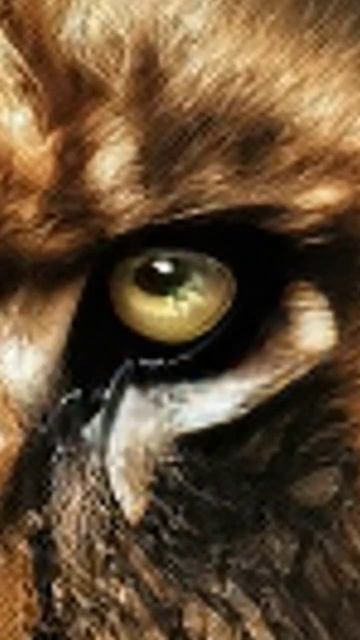 what happens when a lion catches fox? #shorts смотреть онлайн