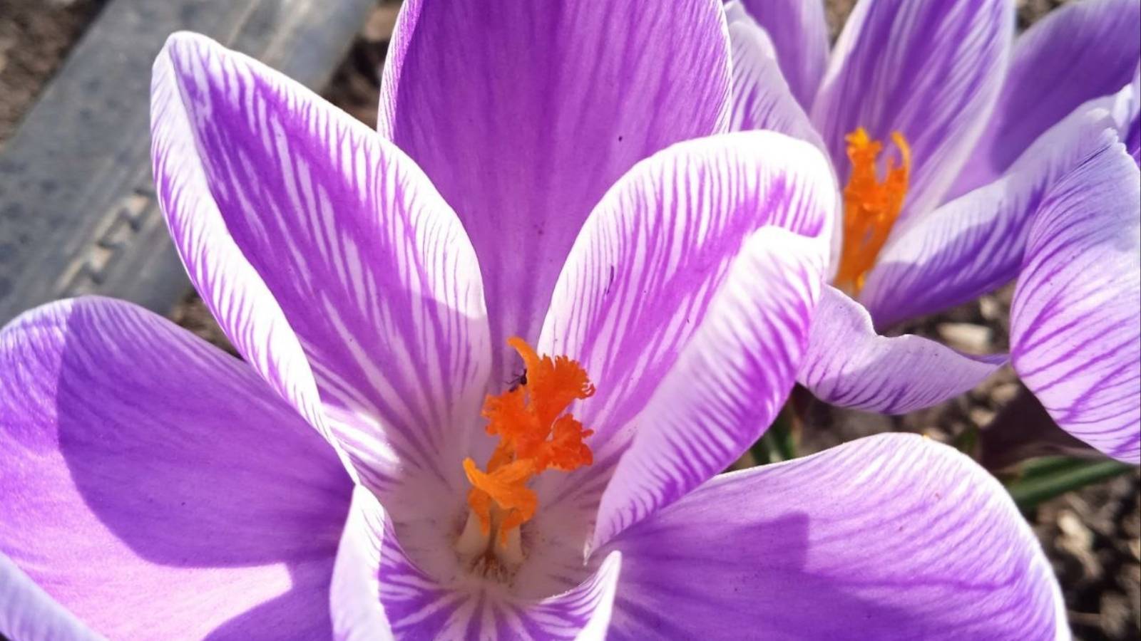 Крокусы весенние   *  Мой сад