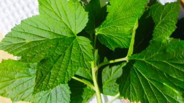 СМОРОДИНА / ПОЛЕЗНЫЕ СВОЙСТВА смотреть онлайн