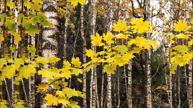 Булат Окуджава: сборник песен смотреть онлайн