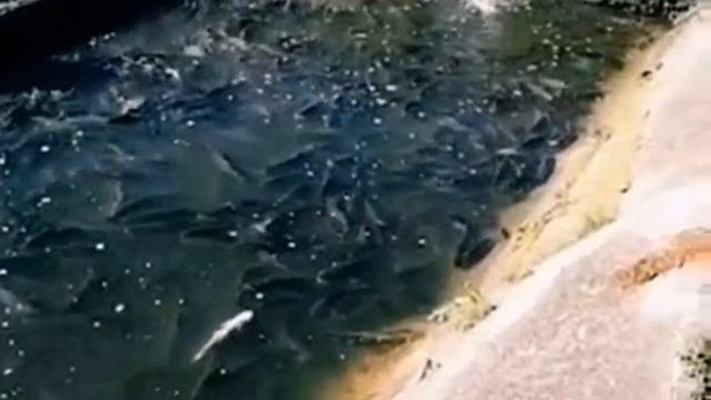 Рыбное место смотреть онлайн