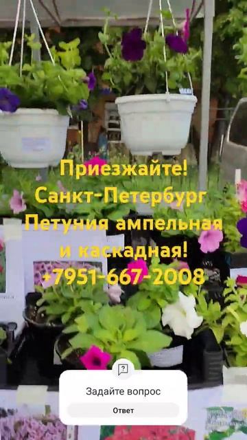 Петуния в кашпо. 30.05.2024 стоим на рынке #дача #цветы #лето #сад #огород #петуния ампельная смотреть онлайн