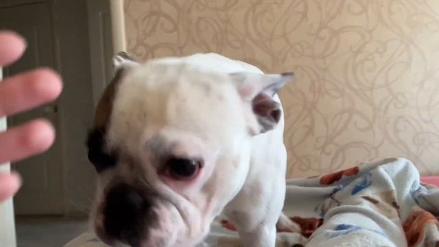 Доброе утро французского бульдога смотреть онлайн