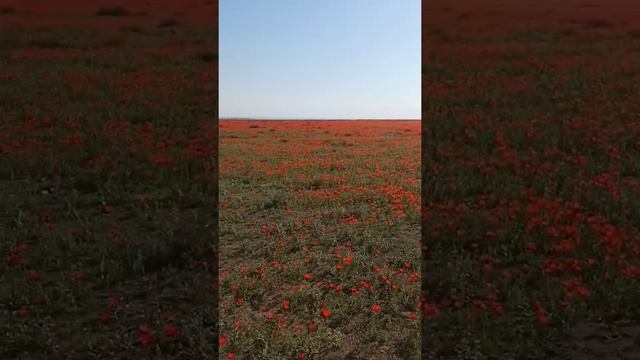 маковые поля в пустыне. очуметь. смотреть онлайн