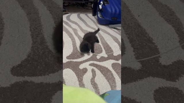 Это майкун мальчик его зовут Басик баксик 😻 смотреть онлайн