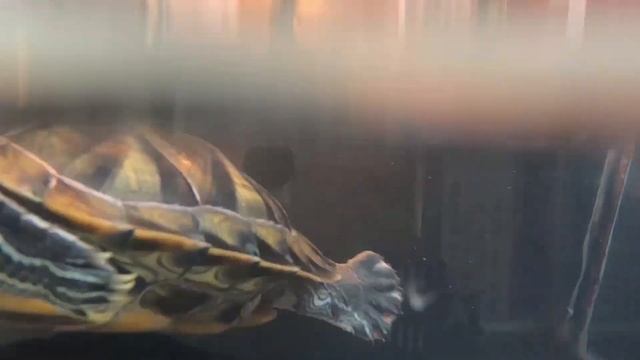 GoProBlack7 Red Eared Slider Turtle смотреть онлайн