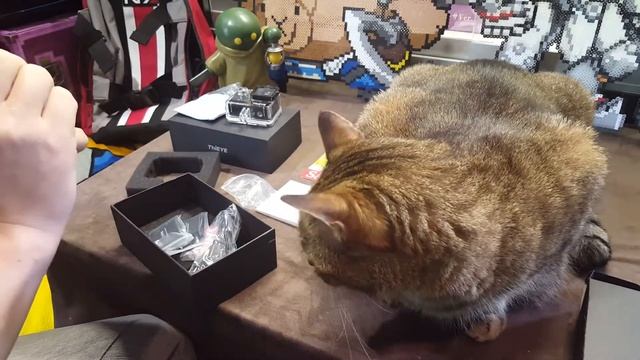 Opening Stuff with Cats! ThiEYE T5e unboxing our new camera! смотреть онлайн