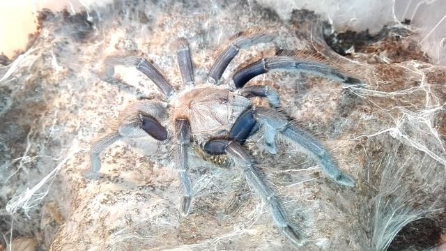 Thork's Birdeaters. Chilobrachys sp.Kaeng Kraсhan Adult Female. Заготовка таракана. смотреть онлайн