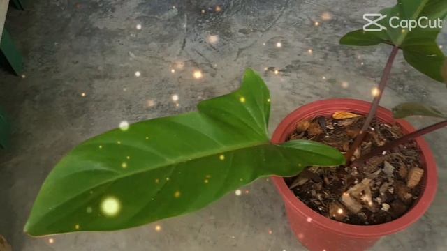 Philodendron Florida Bronze | #shorts смотреть онлайн