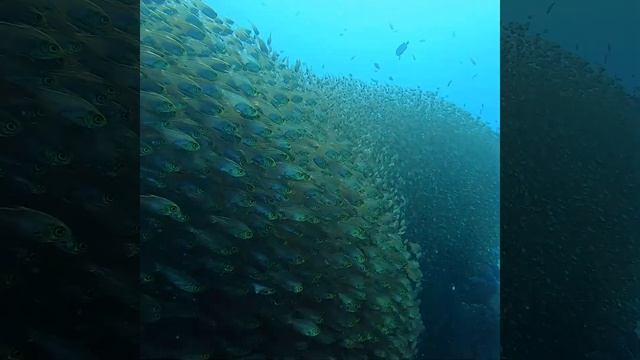 EGYPT - school of fish ( Hejno ryb ) смотреть онлайн