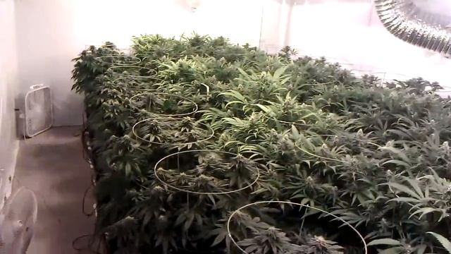 8000 Watt FAK Flower Room Day 35 смотреть онлайн