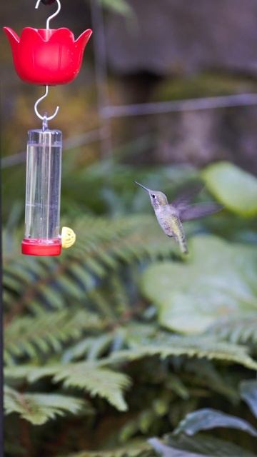 Annas hummingbird hovering in slow motion смотреть онлайн