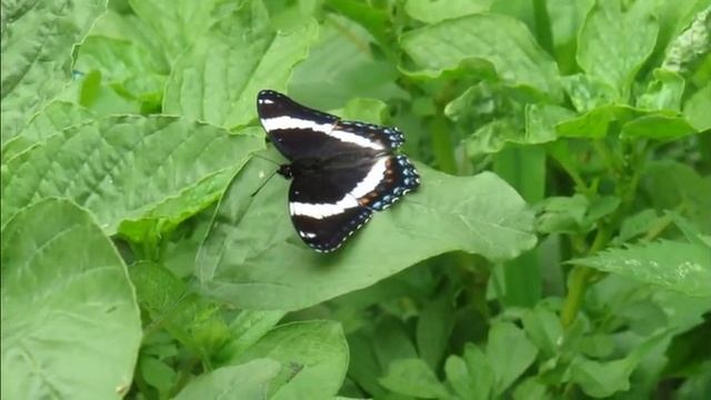 Into the Wild with the White Admiral Butterfly смотреть онлайн