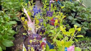 🌺Пополнение Новинками крупнолистной гортензии Музыкальная коллекция, Бесконечное лето, Форева&Эва🔥