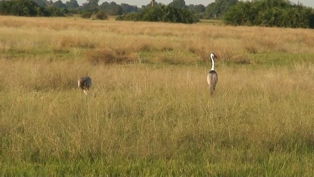 Waddled Cranes (HD version) смотреть онлайн
