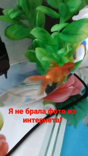 карасик правда умер... смотреть онлайн