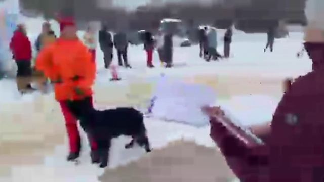 РАБОЧИЙ СУКИ ДШ / КЧК МУРМАНСК 6 апреля`25 В.Хижняк Моно немецких овчарок