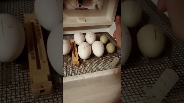 Что с гусиными яйцами😱Сколько осталось? смотреть онлайн