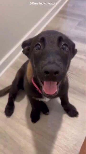 The Belgian Malinois | Amazing Athlete! #shorts #animals #animalfacts #wildlifewhiz смотреть онлайн