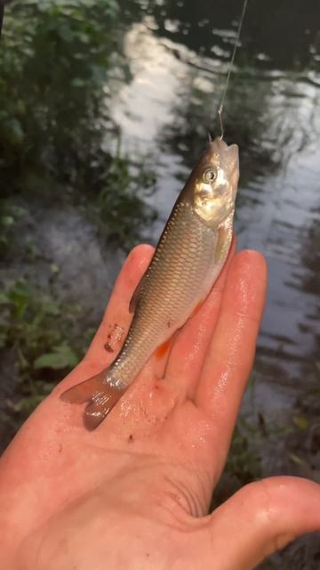 А вы знали? Факты о голавле🤔 Рыбалка 2023 смотреть онлайн