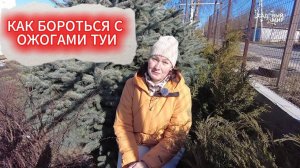 ПОЖЕЛТЕНИЕ ТУИ ВЕСНОЙ - КАК ПРЕВРАТИТЬ РЖАВУЮ ХВОЮ ОБРАТНО В ЗЕЛЕНУЮ