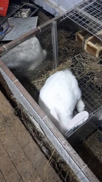 #shorts #кролики #rabbits #рек #маленькие #пушистики #кормить смотреть онлайн