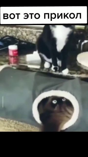 #коты#животные#приколы#смех#подпишись#shorts смотреть онлайн