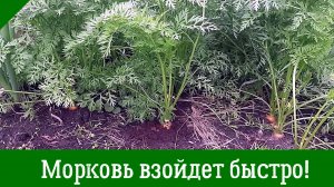 Морковь - посев весной. Технология выращивания высокого урожая. Когда и как посеять морковь весной?