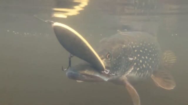 Щука. Съёмка на телефон. смотреть онлайн