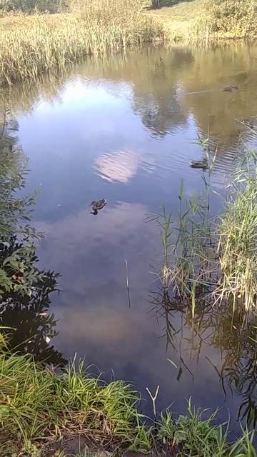 Утки приплыли покушать! Настоящие дикие! смотреть онлайн