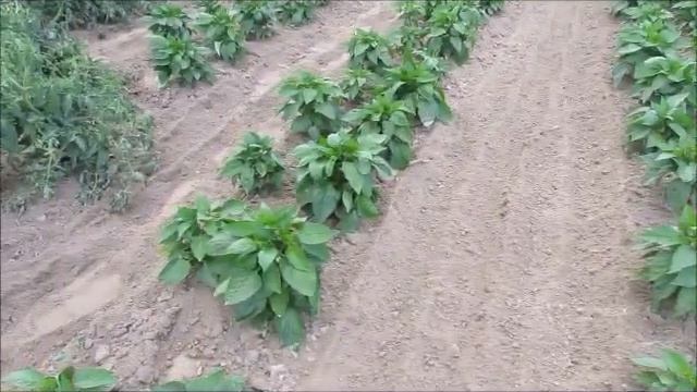 Сад ,теплица ,огород...понедельник...работа в огороде... смотреть онлайн