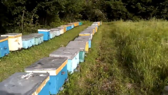 Танцы пчелиные на летках. смотреть онлайн