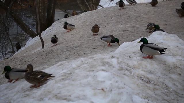 340). комнатные растения, которые приносят Счастье в дом смотреть онлайн