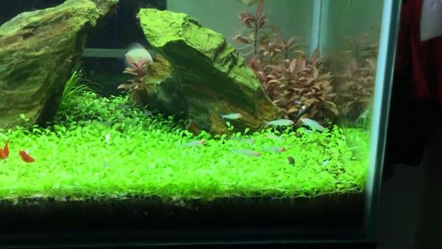 Aquarium tank 34 days смотреть онлайн