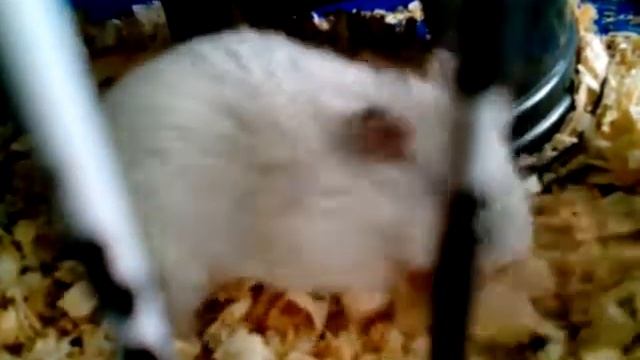 Мой ленивый хомяк Боня