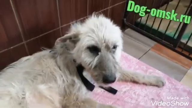 Вот такой он, ДЖОКЕР смотреть онлайн