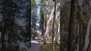 Абхазия 2024 Лучший пансионат "Эвкалиптовая роща"- настоящее единение с природой, питание включенно