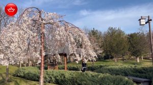 🌺2025 Сакура в Парке Галицкого Японский сад